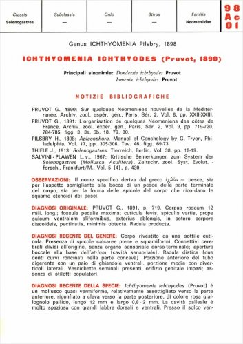 Schede malacologiche - Ichthyomenia ichthyoides