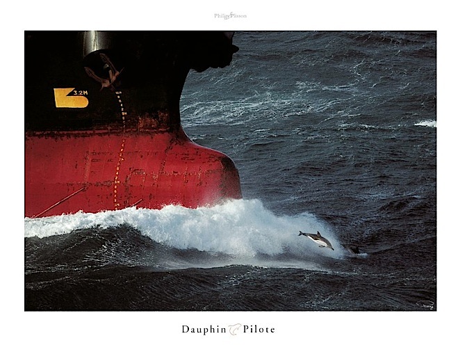 Dauphin pilote - piccolo