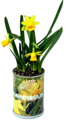 Narciso Microgiardini bulbi