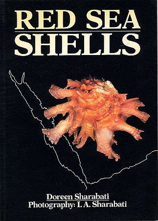 Red Sea shells