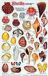 Shells - tropical Atlantic Caribbean and the Gulf of Mexico