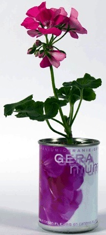 Geranio Microgiardini fiori