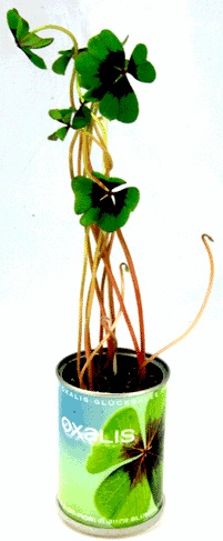 Oxalis Microgiardini bulbi