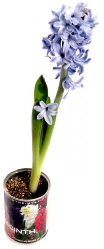 Giacinto Microgiardini bulbi