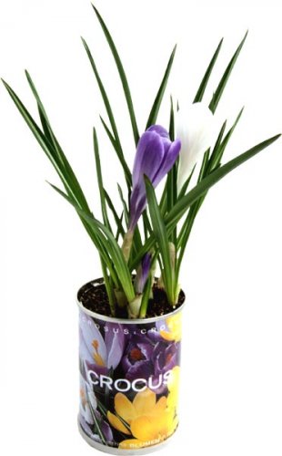 Crocus Microgiardini bulbi