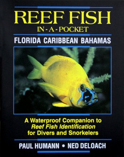 Reef fish in a pocket - Florida, Caribbean, Bahamas