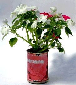 Impatiens Microgiardini fiori