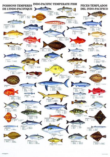 Indo-Pacific temperate fish