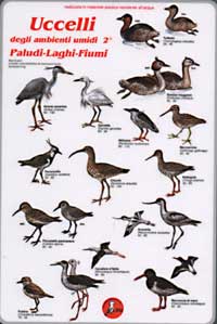 Uccelli degli ambienti umidi 2 paludi laghi fiumi