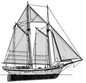 Signorinella goletta