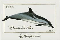 Delfino bianco e blu