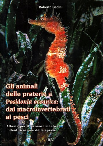 Animali delle praterie a Posidonia oceanica: dai macroinvertebrati ai pesci