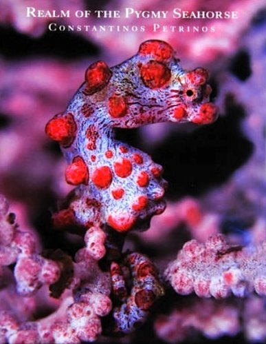 Realm of the pygmy seahorse