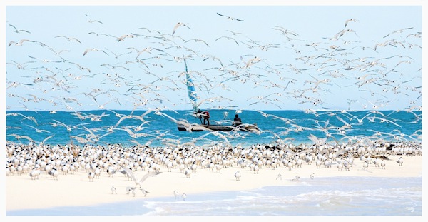 Madagascar seabirds