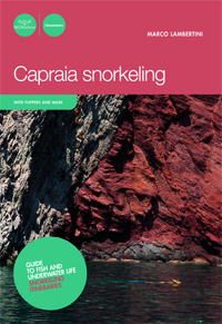 Capraia snorkeling