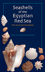 Seashells of the Egyptian Red Sea