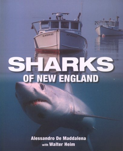 Sharks of New England