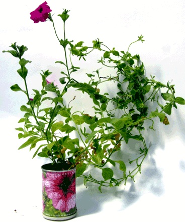 Petunia Microgiardini fiori