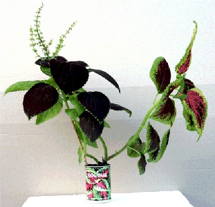 Coleus Microgiardini fiori