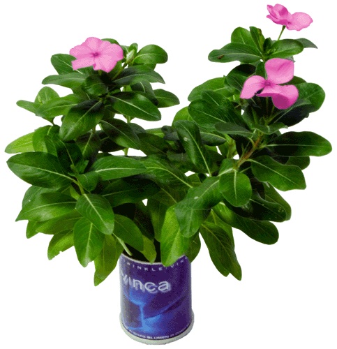 Vinca Microgiardini fiori