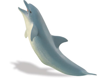 Dolphin small