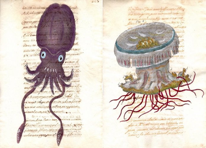 Invertebrati vari soggetti