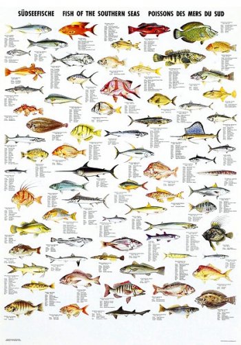 Fish of the Southern seas