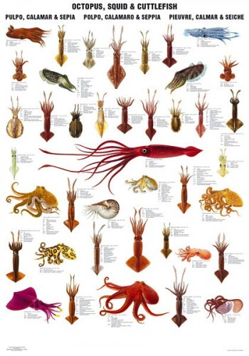 Octopus, squid & cuttlefish