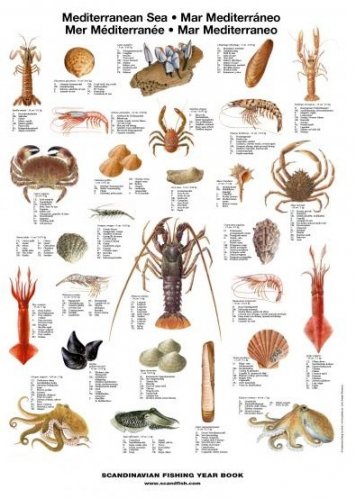 Mediterranean Sea edible molluscs & crustaceans