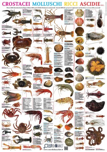 Crostacei, molluschi, ricci, ascidie