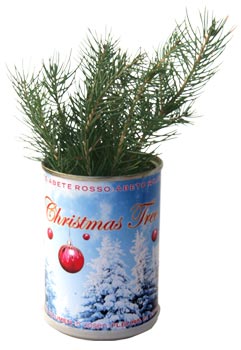 Abete rosso Christmas tree microgiardini