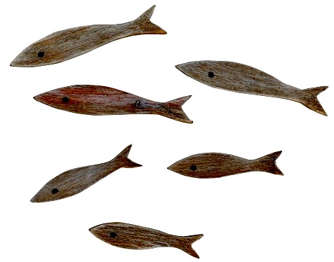 Six shoal fish