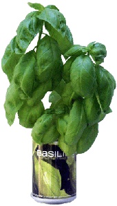 Basilico Microgiardini aromi