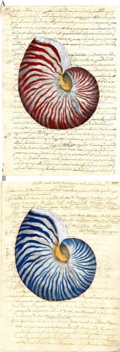Nautilus