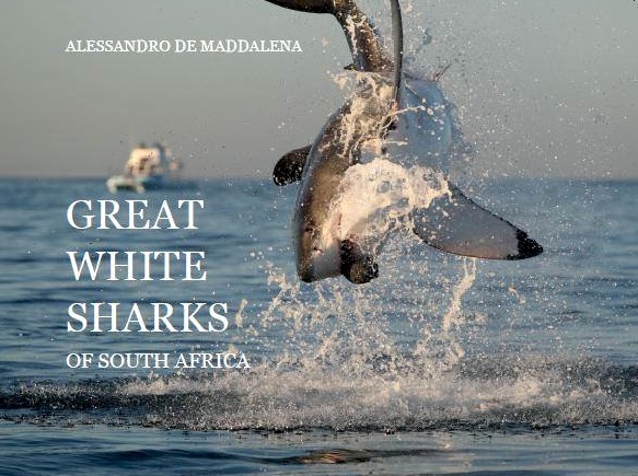 Great white sharks of South Africa