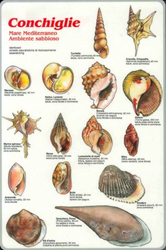 Conchiglie Mare Mediterraneo ambiente sabbioso