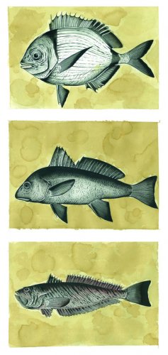 Pesci illustrati