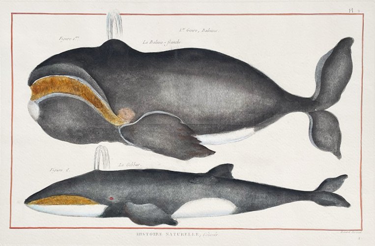 Histoire naturelle vers.Cetaces