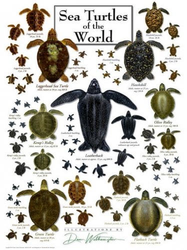 Sea turtles of the world