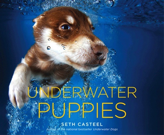 Underwater puppies