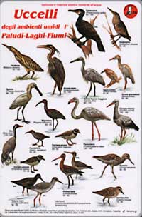 Uccelli degli ambienti umidi 1 paludi laghi fiumi