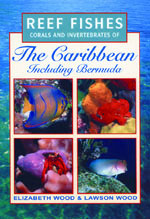 Reef fishes corals & invertebrates of the Caribbean including Bermuda