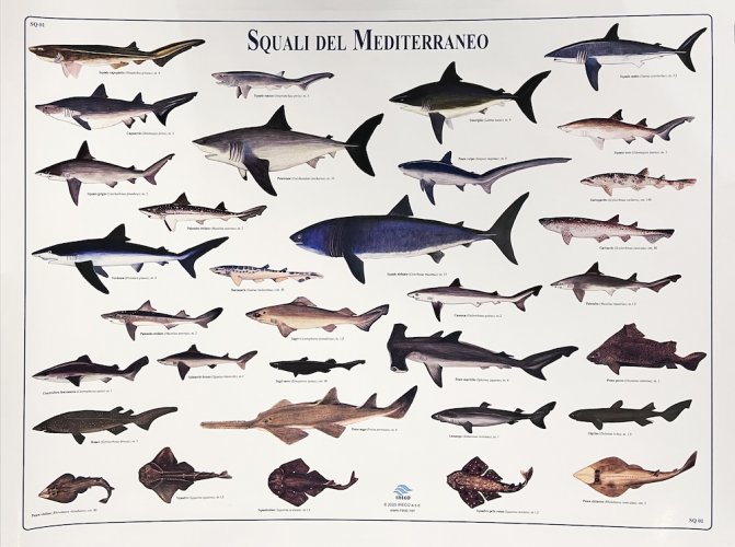Squali del Mediterraneo