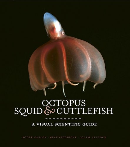 Octopus, squid & cuttlefish