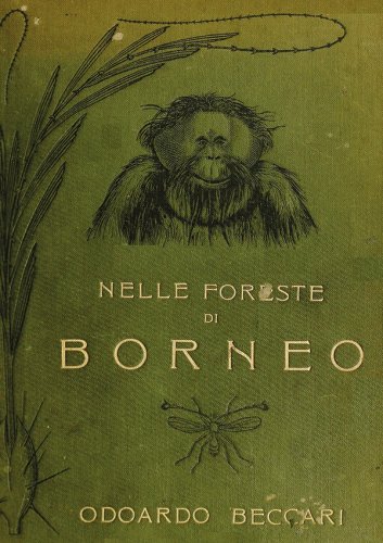 Nelle foreste di Borneo
