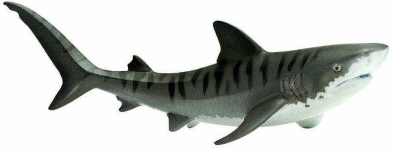 Tiger shark
