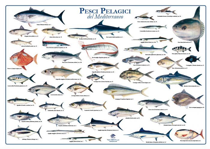 Pesci pelagici del Mediterraneo
