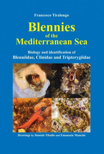 Blennies of the Mediterranean sea