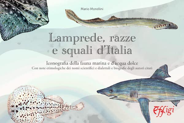 Lamprede, razze e squali d'Italia