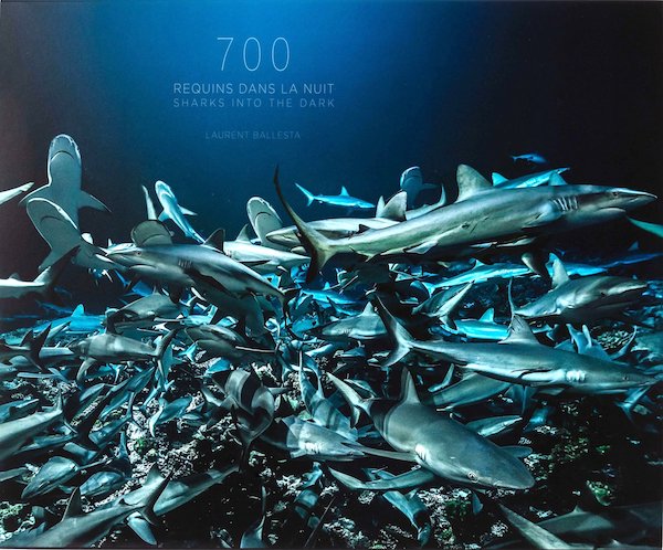 700 requins dans la nuit